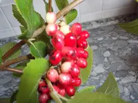 DSCF3344.webp