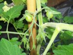 12.06.10-Plum-tomato.jpg