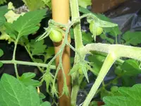 12.06.10-Plum-tomato.webp