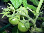 12.06.02_tomaten-harzglut-f1.jpg