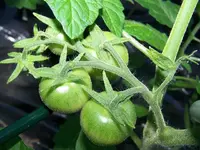12.06.02_tomaten-harzglut-f1.webp