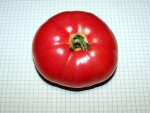 12.08.04-tomaten-ikarus.jpg