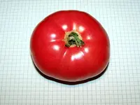 12.08.04-tomaten-ikarus.webp
