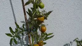 P1030488.webp