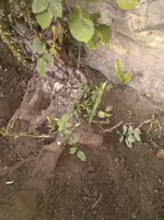 IMG_20120804_190054.webp