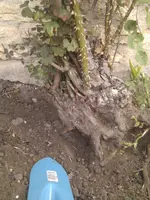 IMG_20120804_190101.webp