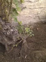 IMG_20120804_190104.webp