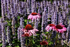 pinke Echi vor Agastache Blue Fortune_smaller.webp