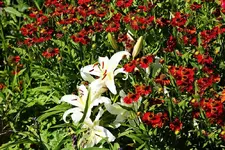 weiße Lilie an roter Kokardenblume_smaller.webp