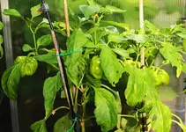 grüne Paprika_900.webp