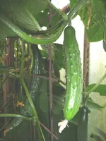 P1020155.webp