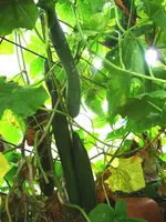 P1020158.webp