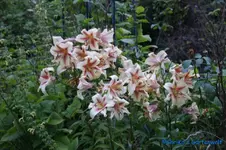 comp_DSC08370.webp