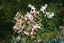 comp_DSC08371.webp