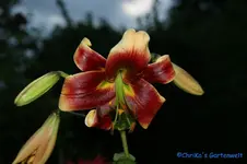 comp_DSC08372.webp