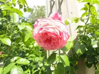 040.webp