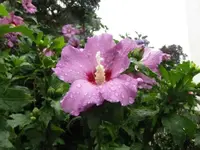 031.webp