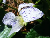 _Pfingstveilchen-Bluete.webp