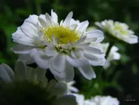 _gefuelltes Mutterkraut.webp