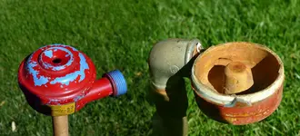 Pilz1.webp