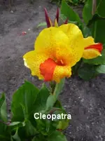 33.webp