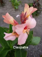 76.webp