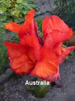 79 (2).webp