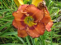 IMG_a260.4_1024x768.webp