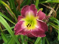 IMG_court magic4_1024x768.webp