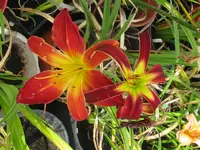 IMG_open heard4_1024x768.webp