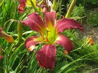 IMG_yabba dabba do4_1024x768.webp