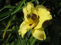 IMG_sil.doodlebug3_1024x768.webp
