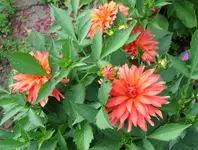 IMG_4737-orange.webp