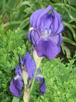 Iris germanica.webp