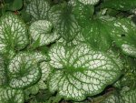 Brunnera macrophylla 'Jack Frost'.jpg