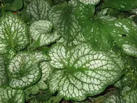Brunnera macrophylla 'Jack Frost'.webp