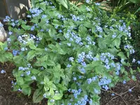 Brunnera macrophylla 'Jack Frost'.webp