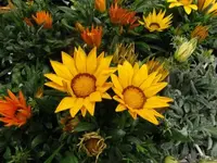 170.webp