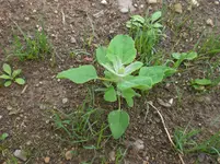 CIMG5531.webp