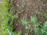 CIMG5533.webp