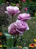 SDC14859.webp
