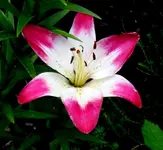 SDC14767-001.webp