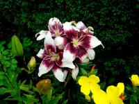 SDC14770.webp