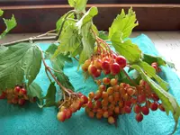 DSCF3346.webp