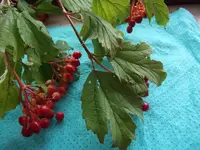 DSCF3347.webp
