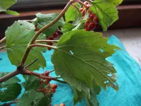 DSCF3348.webp