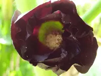 the black wonder.webp