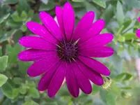 Blümchen.webp