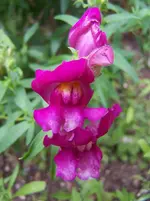 Löwenmäulchen.webp