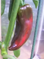 Paprika1.webp